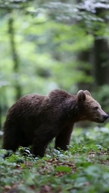 WoW Awesome Wildlife photography Videography Natural Beauty#shortsvideo #shorts #wildlife смотреть онлайн