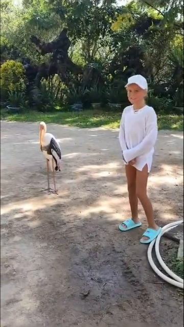 Быдловатый аист-гопник продолжает быковать 🇻🇳 #вьетнам смотреть онлайн