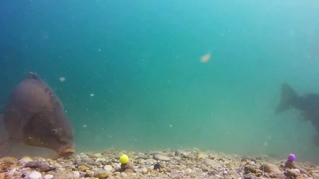 как карп клюет (подводная съемка) смотреть онлайн