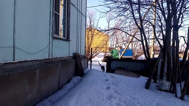 Муся на улице