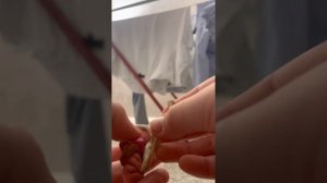 Зделал органы из пластилина !