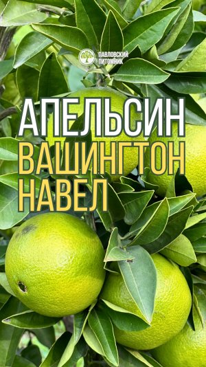Апельсин Вашингтон Навел