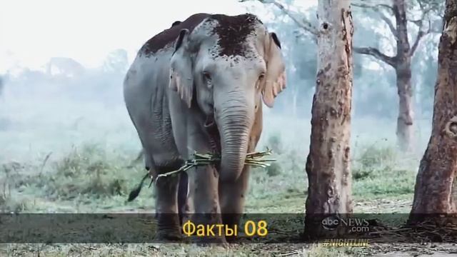 Как Сделают Самая Дорогая Кофе в Мире ! смотреть онлайн