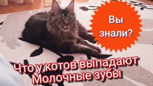 Выпадают молочные зубы. Мейн кун Сева