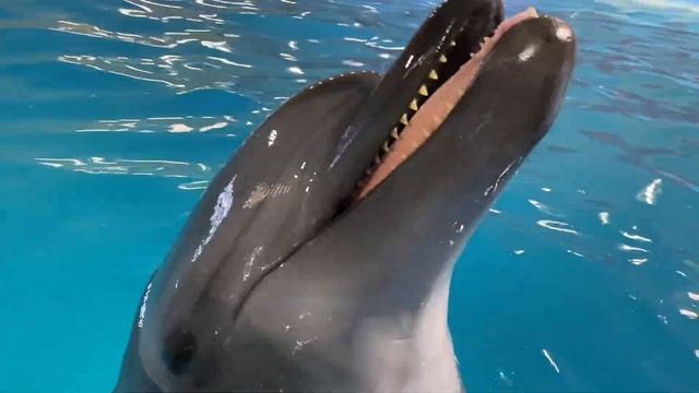 Наш отдых в отеле с дельфинами и белыми китами 🐬 смотреть онлайн