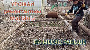 РЕМОНТАНТНАЯ МАЛИНА/УРОЖАЙ на МЕСЯЦ РАНЬШЕ.