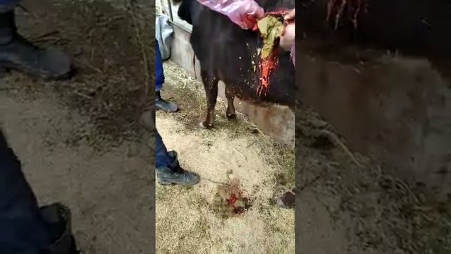 оперция на корова смотреть онлайн