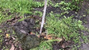 ОТЛИЧНЫЙ ПРИМЕР ОРГАНИЧЕСКОГО ПРИРОДНОГО ЗЕМЛЕДЕЛИЯ