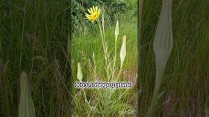 Козлобородник.Растение