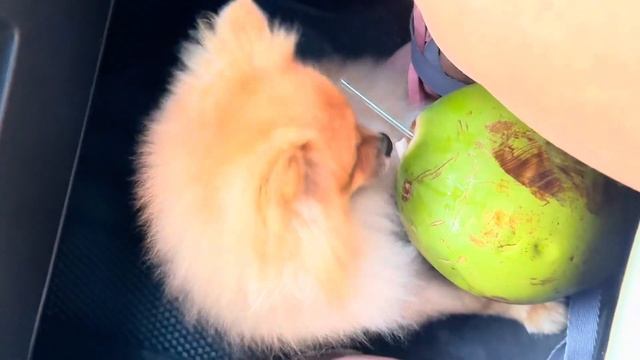 O LUGAR MAIS LINDO DA NOSSA NOVA CIDADE ☀️ NOSSA FOLGA E FINAL DE SEMANA FORAM ASSIM EM ITAPEMA 💕 смотреть онлайн