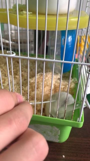 Хомяк флексит #владивосток #двфу #тренды #2023 #боинг #хомяк #shorts смотреть онлайн