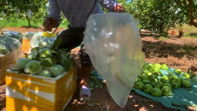 Сбор ГУАВЫ в солнечный день | Расслабляющее видео для отдыха после работы | АСМР | Noal Farm смотреть онлайн