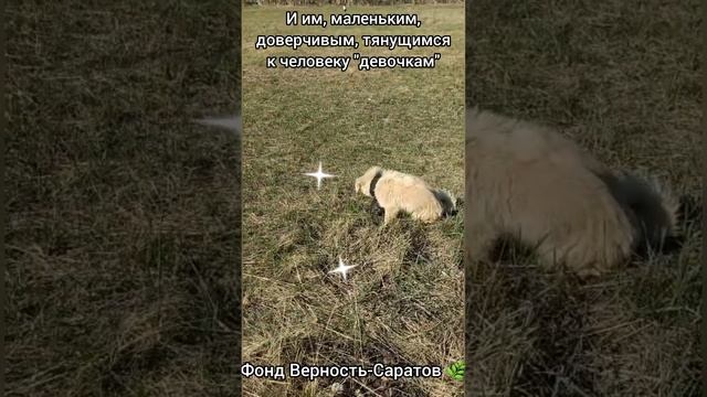 Белка и Капа ищут дом