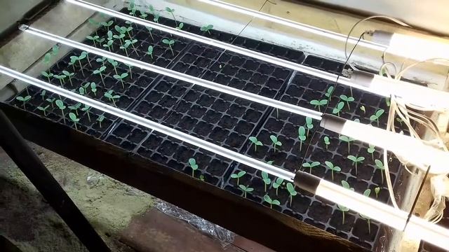 Вот вам и семена.