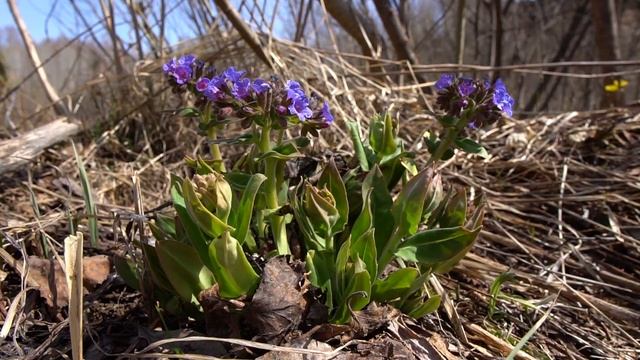 Экскурсия "Цветущая тайга"-2024 смотреть онлайн