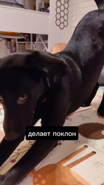 Практические советы родителям малышей, если собака устала от ребенка! #дети #собаки #shorts смотреть онлайн