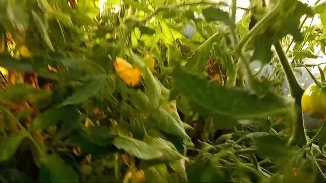 Огород осенью. Что делать в огороде в октябре. Осенние помидоры в теплице