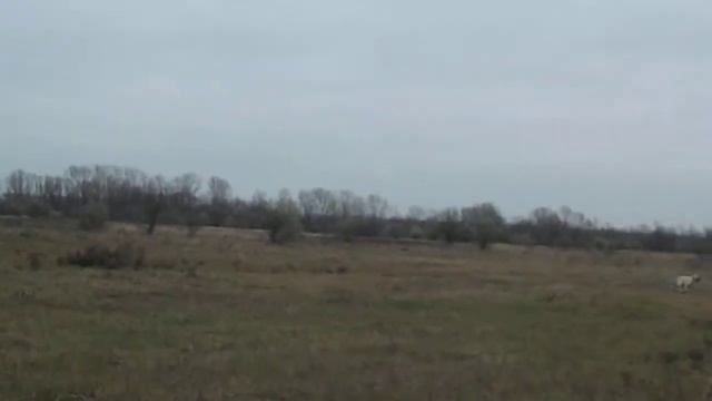 машинка для тарелок смотреть онлайн