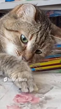Кошки тоже любят сыр