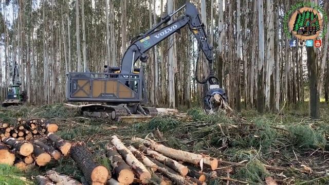 Harvesting Eucalyptus смотреть онлайн