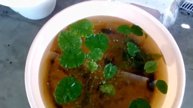 Aquatic live plants смотреть онлайн