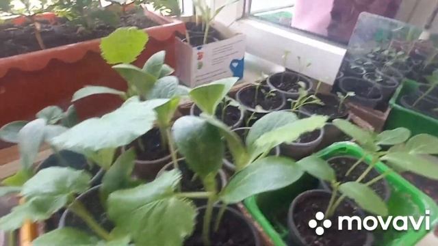 🔴326🔴 Опять 25...Посадили по новой рассаду огурцов ,кабачков,кейл,перца...🌿🌿🌿🌿🙏🤔🤔🌿♥️🤔☘️🌿☘️🍀🐌🐌🐌🐌🐌🐌 смотреть онлайн