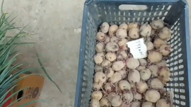 Шымбай дийхан базар бахалары /2023_16 _Апрел /Балык базар /нал базар