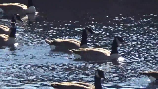 Love Animals: A Visual Meditation смотреть онлайн