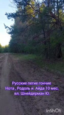 Русские пегие гончие 
Нота , Родоль и  Айда 10 мес.
вл. Шнейдерман Ю.