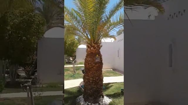 Територия отеля Шарм ель Шейх часть 2 смотреть онлайн