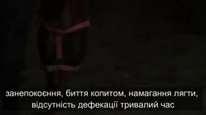Коліки при копростазі у коня