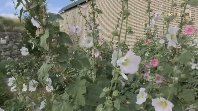 Mo`jizalar makoni | Қашқадарё вилояти мўжизалари [17.07.2022] смотреть онлайн