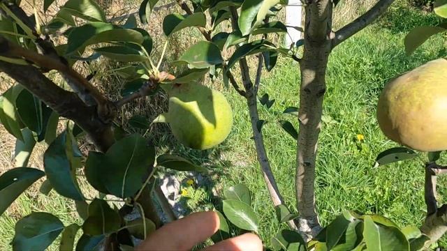 Груша Сільва / Осінній сорт груш смотреть онлайн