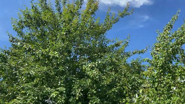 У Мыра расстройство живота /  Вырос первый огурчик у Марты смотреть онлайн