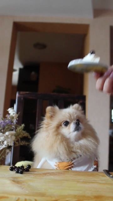 По ресторанам🍷☝️#животные #трикота #милота #отдых #ресторан #собака смотреть онлайн