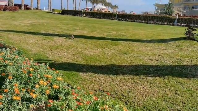 Птичка в отеле Barceló Tiran Sharm смотреть онлайн