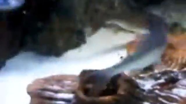 Loaches feeding time (blood worms) смотреть онлайн