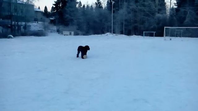 Собачий футбол в собачий холод) смотреть онлайн