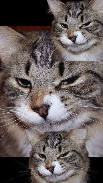 meow meow изменённая музыка из тик тока смотреть онлайн