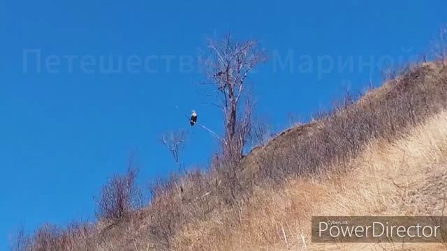 Дикие лебеди / поход / остров Сахалин / 19 апреля смотреть онлайн