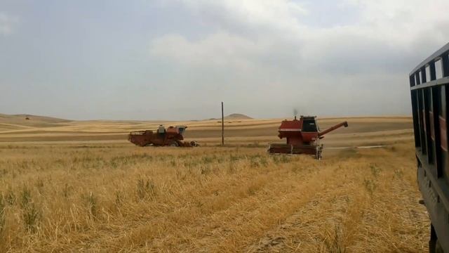 Уборка пшеницы 2017 нива ск-5 город Ош смотреть онлайн