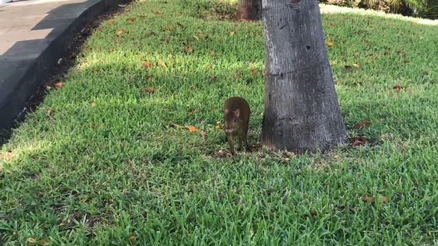 Выходные в Мексике. Часть 1 смотреть онлайн