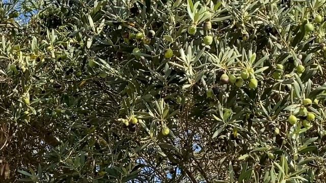 Переезд в Испанию 29 АВГУСТА-10 СЕНТЯБРЯ 2021. смотреть онлайн