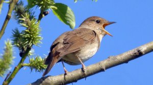 Снег сойдёт