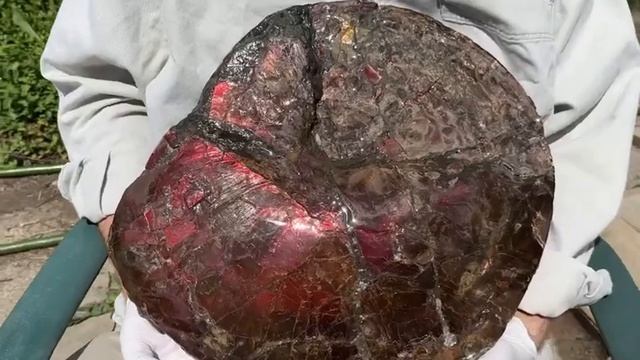 Canadian Ammonite Ammolite Fossil смотреть онлайн