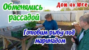 Дом на Юге. Обменялись с Наташей рассадой. Готовим Пеленгаса под маринадом.