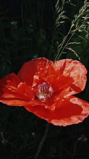 ⛩️ Японские ноты ⛩️ #релакс #мак #природа #япония #shorts смотреть онлайн