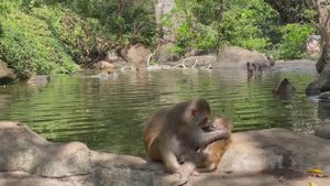 Хайнань, Китай. Остров обезьян. Апрель 2025.