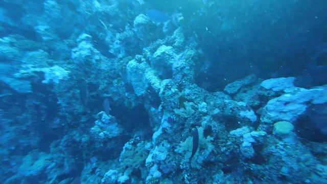 Шарм Эль Шейх, отель Charmilion Resort , сентябрь 2019 г. (дайвинг) смотреть онлайн