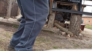 ЗИЛ 130(колхозник) срываем гайки стремянок рессор, как мы это делаем...